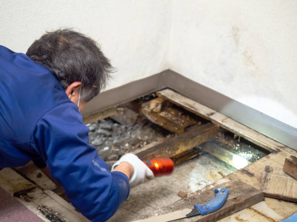 Best Post-Remediation Services in Pigeon Forge, TN