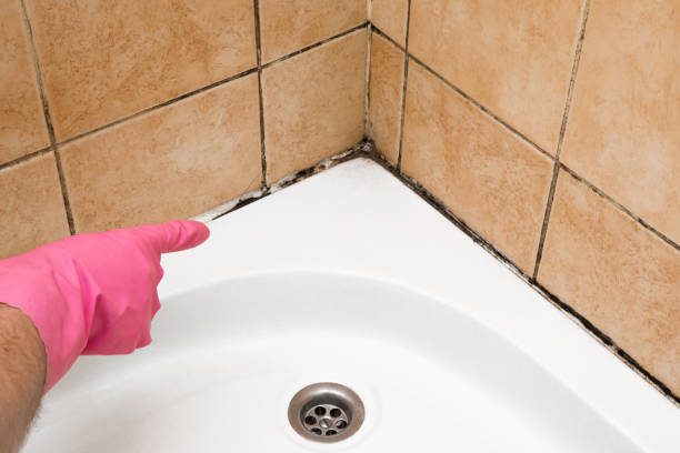 Best HVAC Mold Remediation in Pigeon Forge, TN